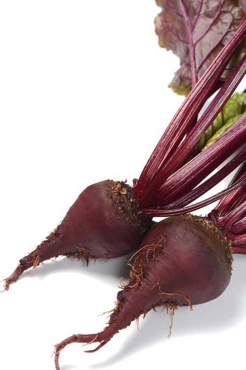 The Living Seed Company Organic Bulls Blood Beet Seeds - Beta vulgaris