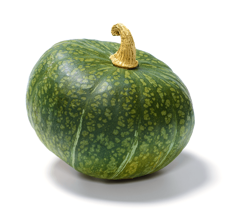 The Living Seed Company Organic Burgess Buttercup Winter Squash Seeds - Cucurbita maxima