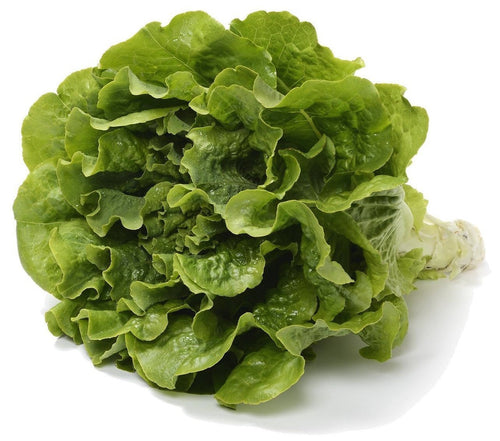 The Living Seed Company Organic Buttercrunch Lettuce Seeds - Lactuca sativa