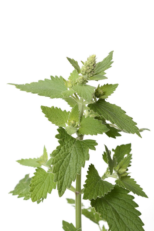 The Living Seed Company Organic Catnip Seeds - Nepeta cataria