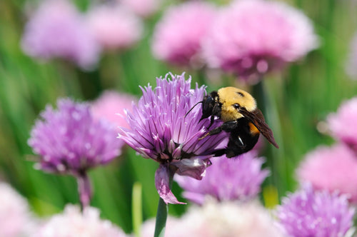 The Living Seed Company Organic Chives Seeds - Allium schoenoprasum