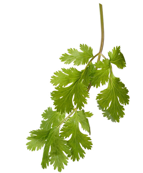 The Living Seed Company Organic Cilantro Seeds - Coriandrum sativum