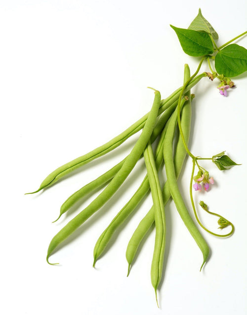 The Living Seed Company Organic Cobra Bean Seeds - Phaseolus vulgaris