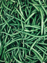 The Living Seed Company Organic Cobra Bean Seeds - Phaseolus vulgaris, view 2