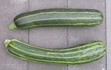 The Living Seed Company Organic Cocozelle Summer Zucchini Seeds - Cucurbita pepo, view 2