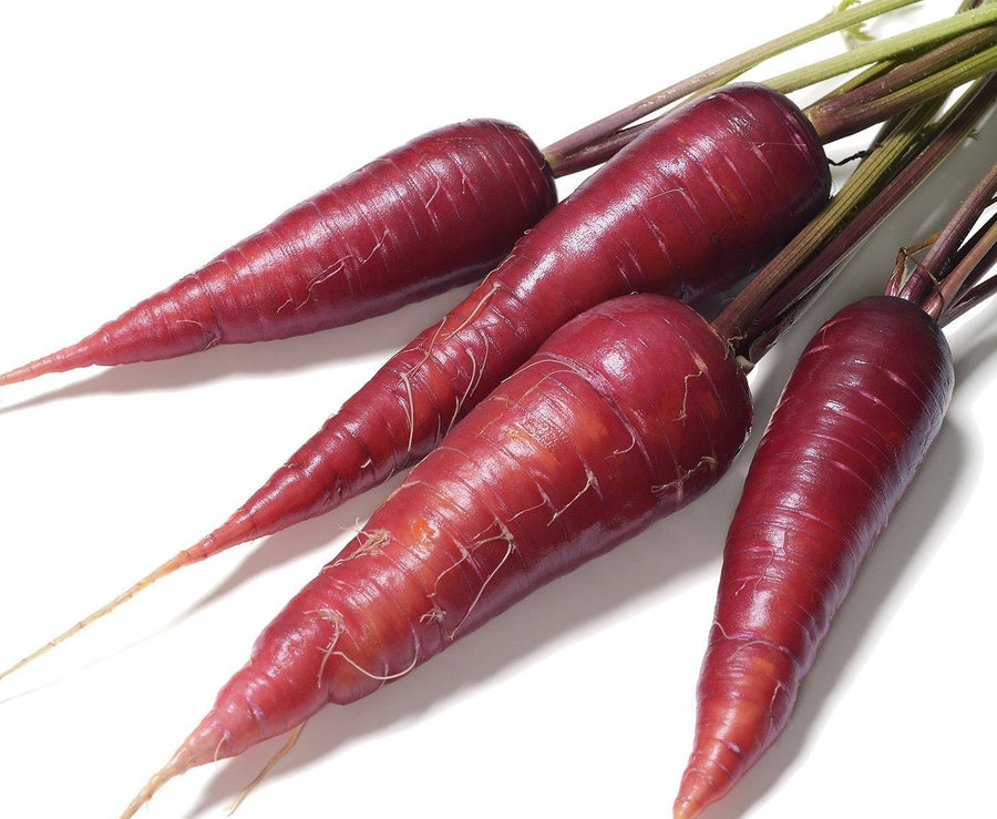 The Living Seed Company Organic Cosmic Purple Carrot Seeds (Daucus carota) | Non-GMO Heirloom Carrot Seeds