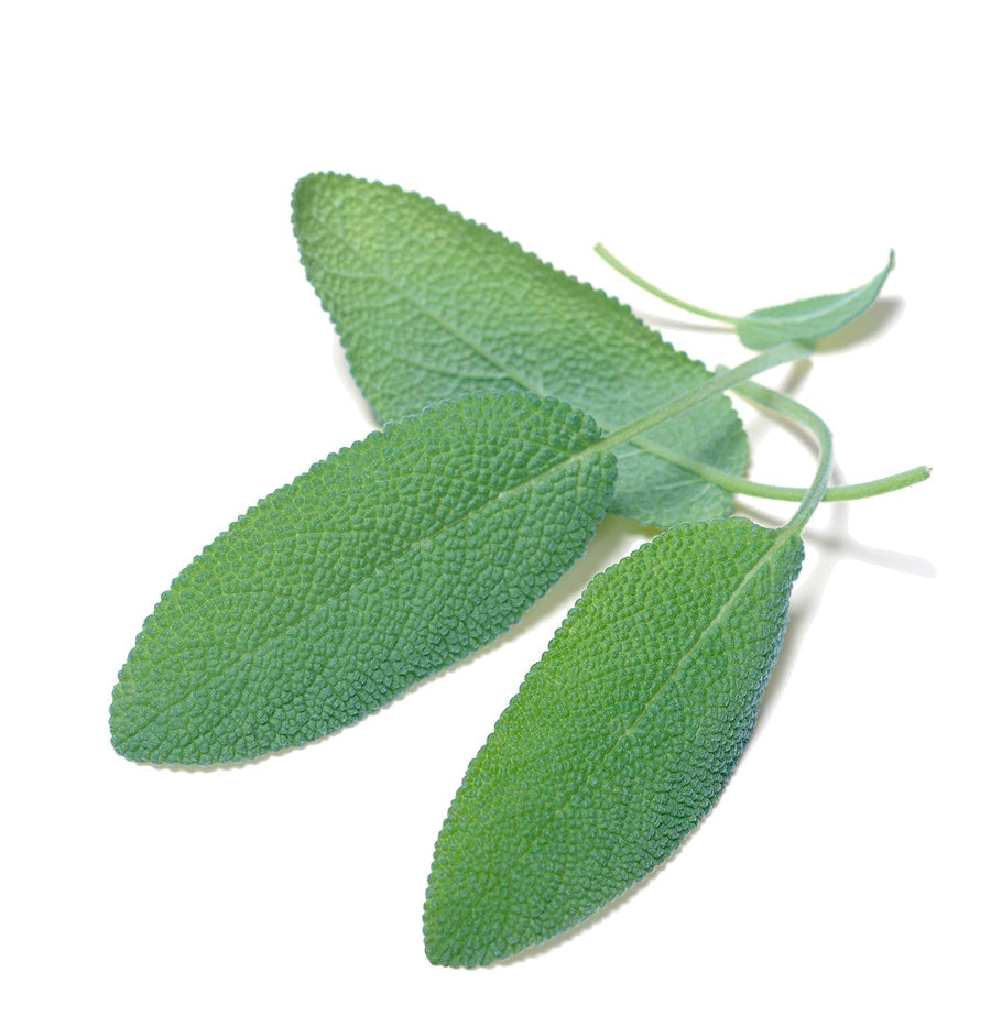 The Living Seed Company Organic Culinary Garden Sage Seeds - Salvia officinalis