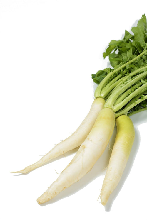 The Living Seed Company Organic Daikon Radish Seeds - Raphanus sativus