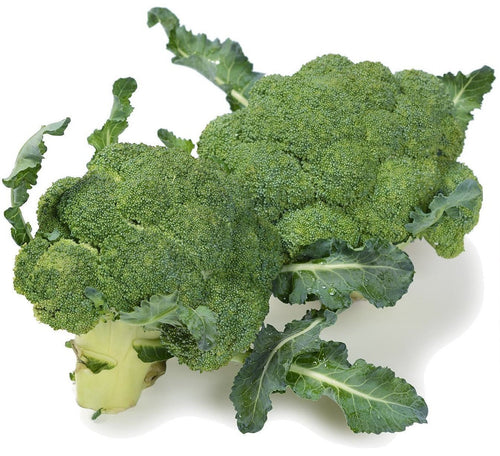 The Living Seed Company Organic De Cicco Broccoli Seeds - Brassica oleracea
