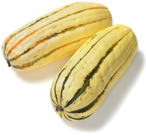 The Living Seed Company Organic Delicata Winter Squash Seeds - Cucurbita pepo