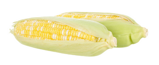 The Living Seed Company Organic Double Standard Corn Seeds - Zea mays