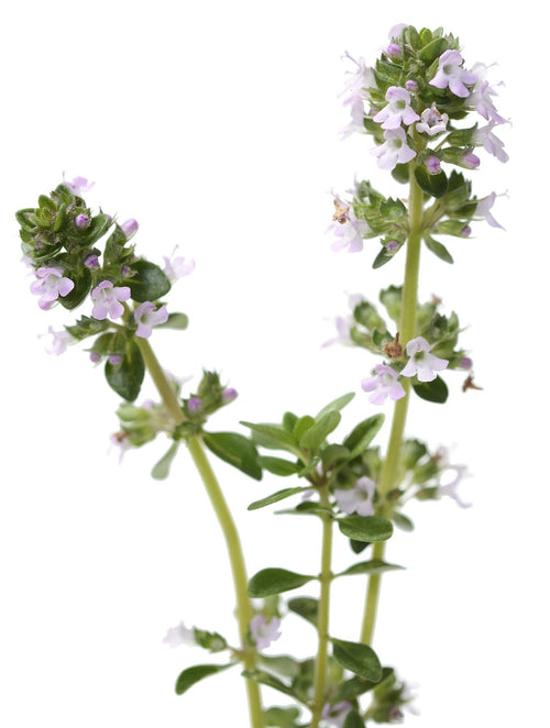 The Living Seed Company Organic English Thyme Seeds - Thymus vulgaris