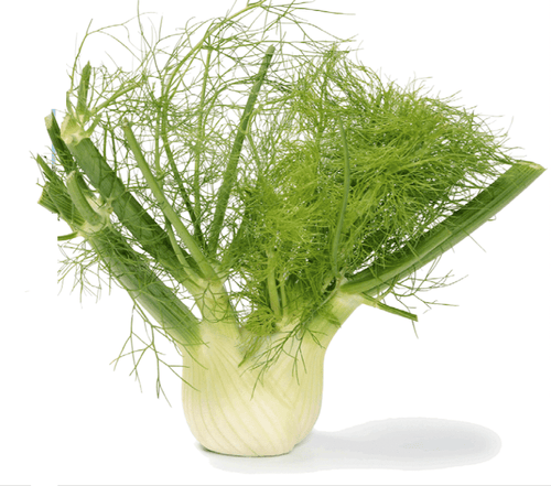 The Living Seed Company Organic Florence Fennel Seeds - Foeniculum vulgare