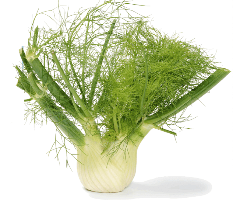 The Living Seed Company Organic Florence Fennel Seeds - Foeniculum vulgare
