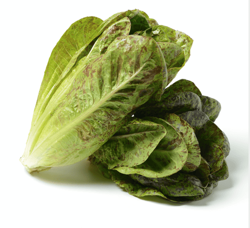 The Living Seed Company Organic Freckles Lettuce Seeds - Lactuca sativa