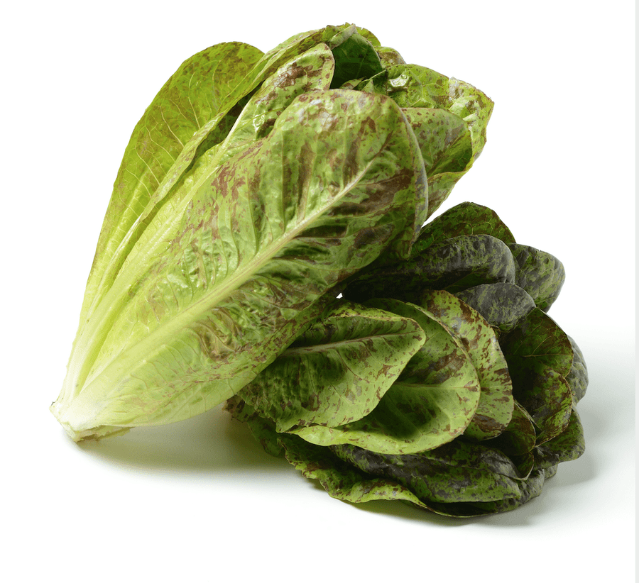 The Living Seed Company Organic Freckles Lettuce Seeds - Lactuca sativa