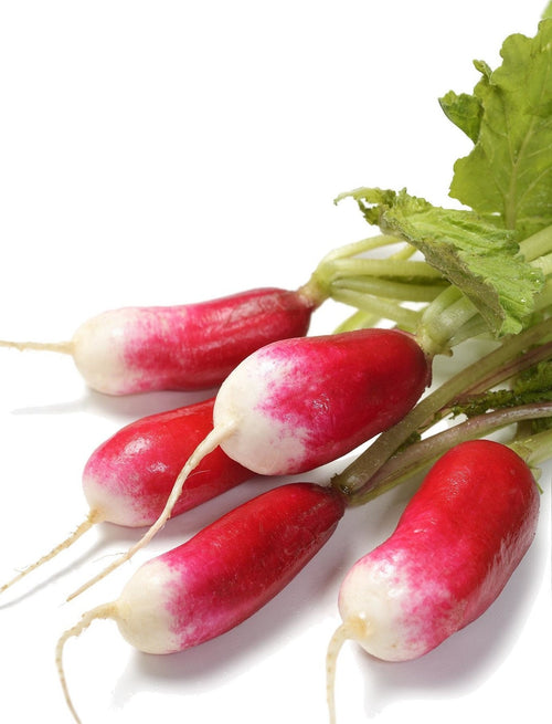 The Living Seed Company Organic French Breakfast Radish Seeds - Raphanus sativus
