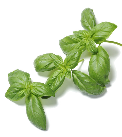 The Living Seed Company Organic Genovese Basil Seeds - Ocimum basilicum