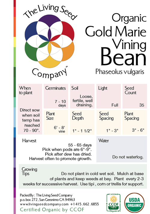 The Living Seed Company Organic Gold Marie Vining Bean - Phaseolus vulgaris