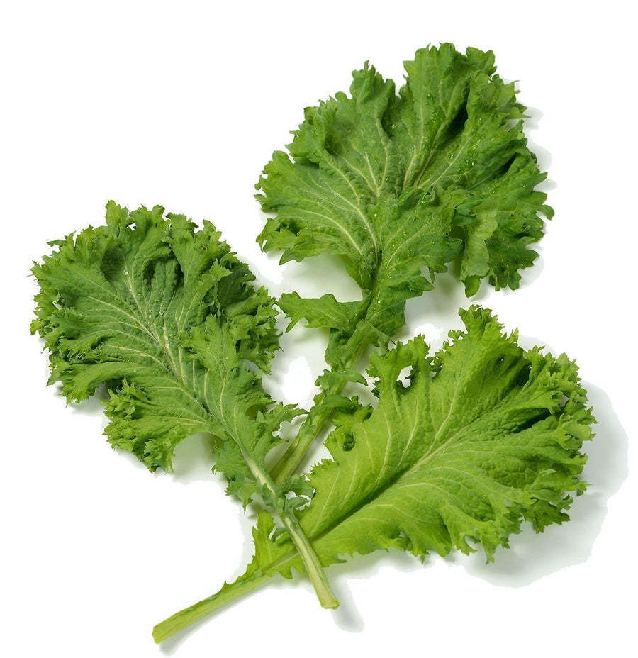 The Living Seed Company Organic Green Wave Mustard Seeds - Brassica juncea