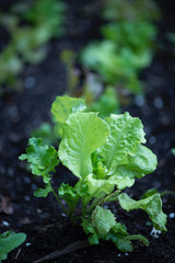 The Living Seed Company Organic Green Wave Mustard Seeds - Brassica juncea, view 2