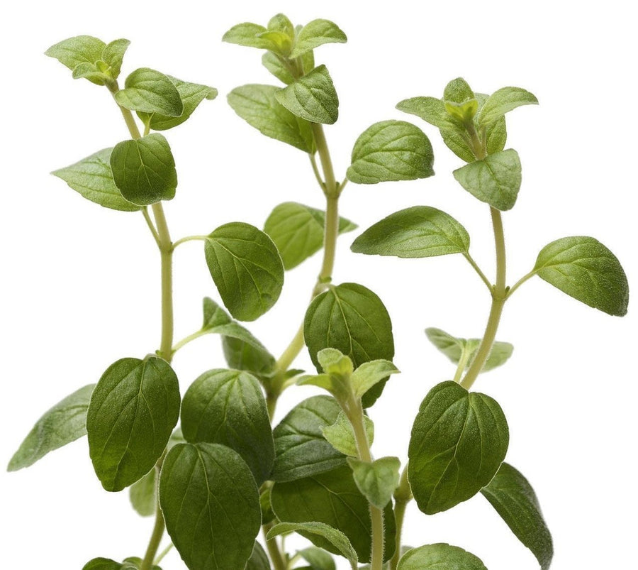 The Living Seed Company Organic Italian Oregano Seeds - Origanum vulgare