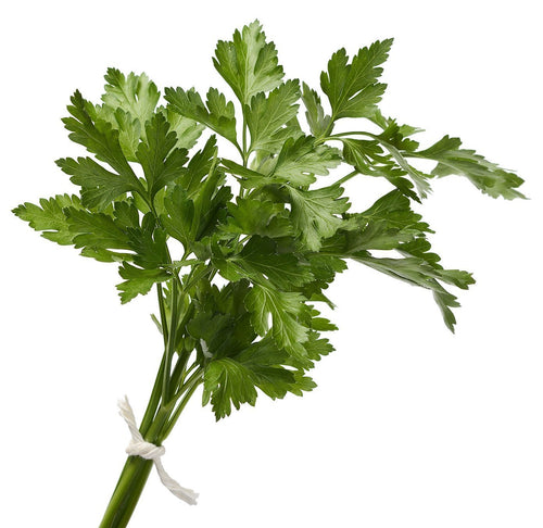 The Living Seed Company Organic Italian Parsley Seeds - Petroselinum crispum