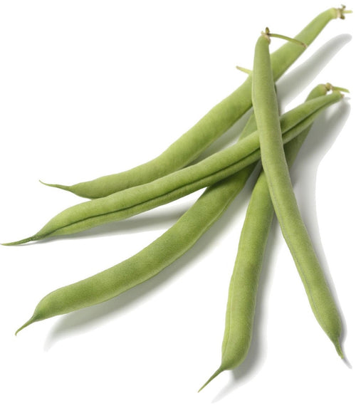 The Living Seed Company Organic Kentucky Wonder Pole Bean Seeds - Phaseolus vulgaris