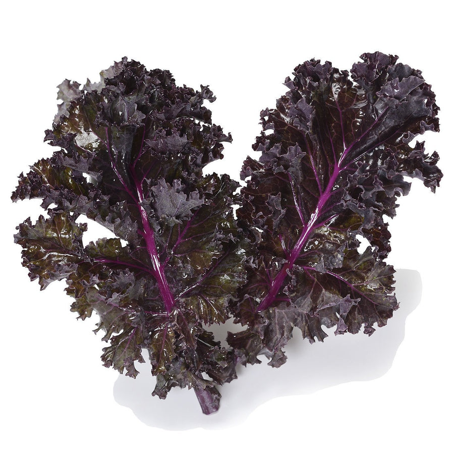The Living Seed Company Organic Scarlet Kale Seeds - Brassica oleracea