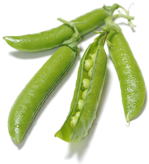 The Living Seed Company Organic Laxton's Progress #9 Pea Seeds - Pisum sativum