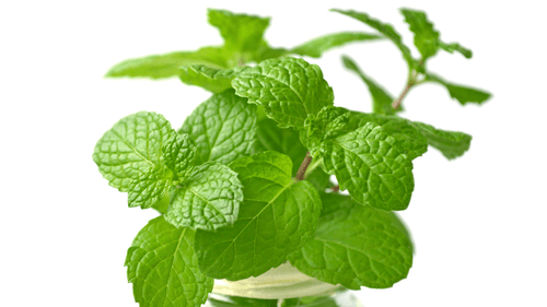 The Living Seed Company Organic Lemon Balm Seeds - Melissa officinalis