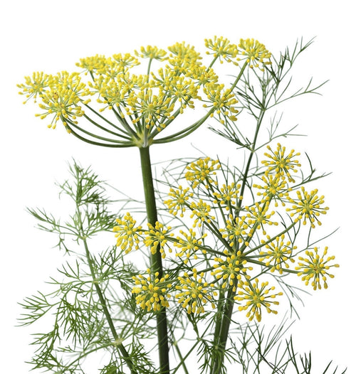 The Living Seed Company Organic Mammoth Dill Seeds - Anethum graveolens