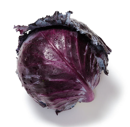 The Living Seed Company Mammoth Red Rock Cabbage Seeds - Brassica oleracea