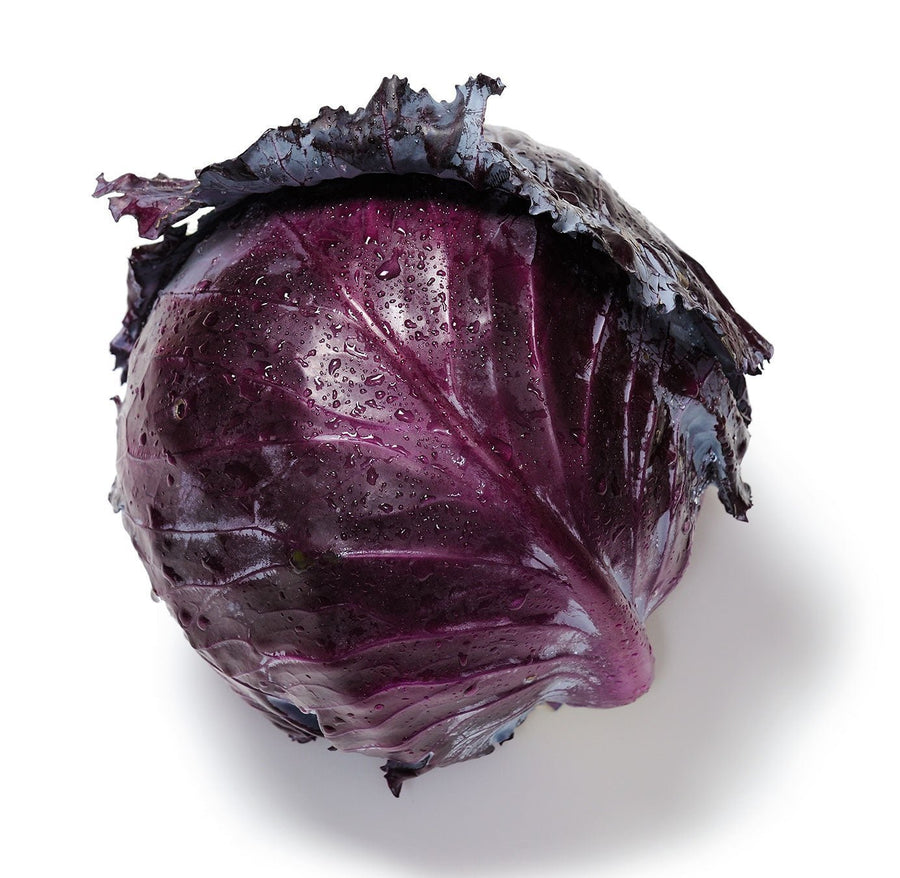 The Living Seed Company Mammoth Red Rock Cabbage Seeds - Brassica oleracea