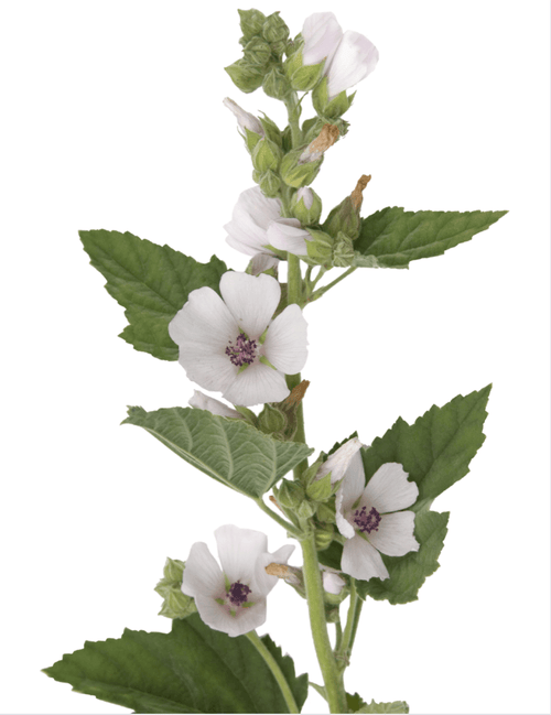 The Living Seed Company Marshmallow Seeds - Althaea officinalis