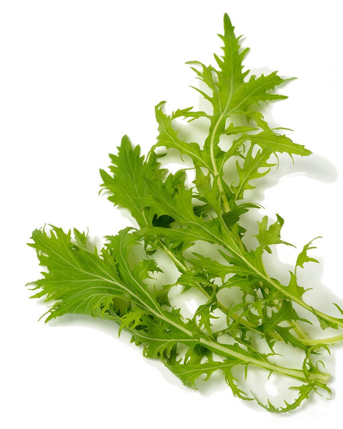The Living Seed Company Organic Mizuna (Asian Green) Seeds - Brassica rapa