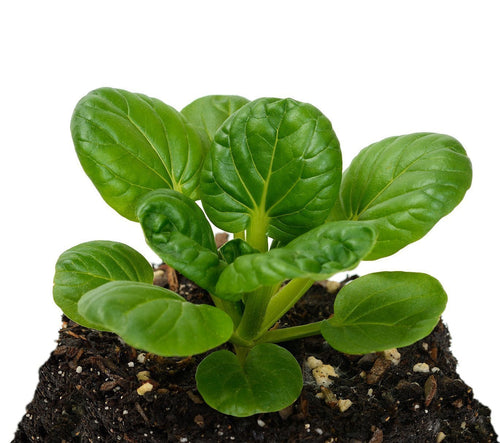 The Living Seed Company Organic Tatsoi Seeds - Brassica rapa