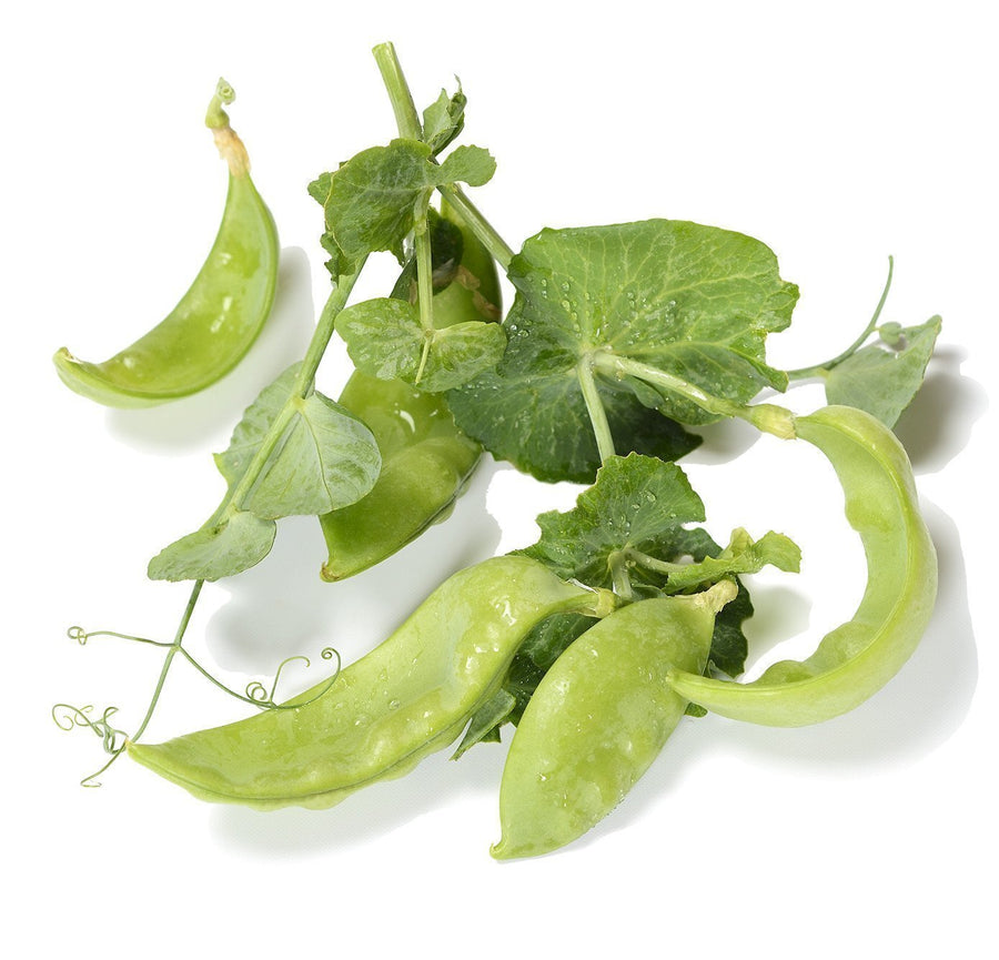The Living Seed Company Organic Oregon Giant Snow Pea Seeds - Pisum sativum
