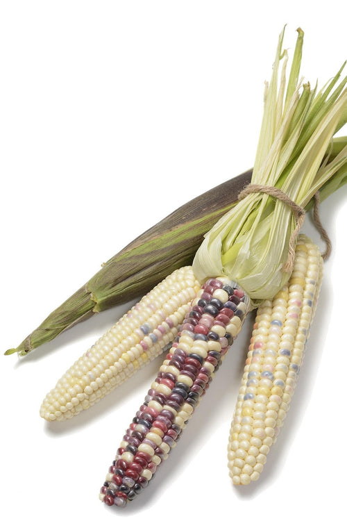 The Living Seed Company Organic Painted Hill Sweet Corn Seeds - Zea Mays