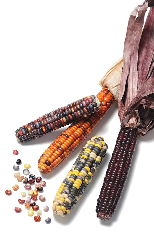 The Living Seed Company Organic Painted Mountain Corn Seeds - Zea mays