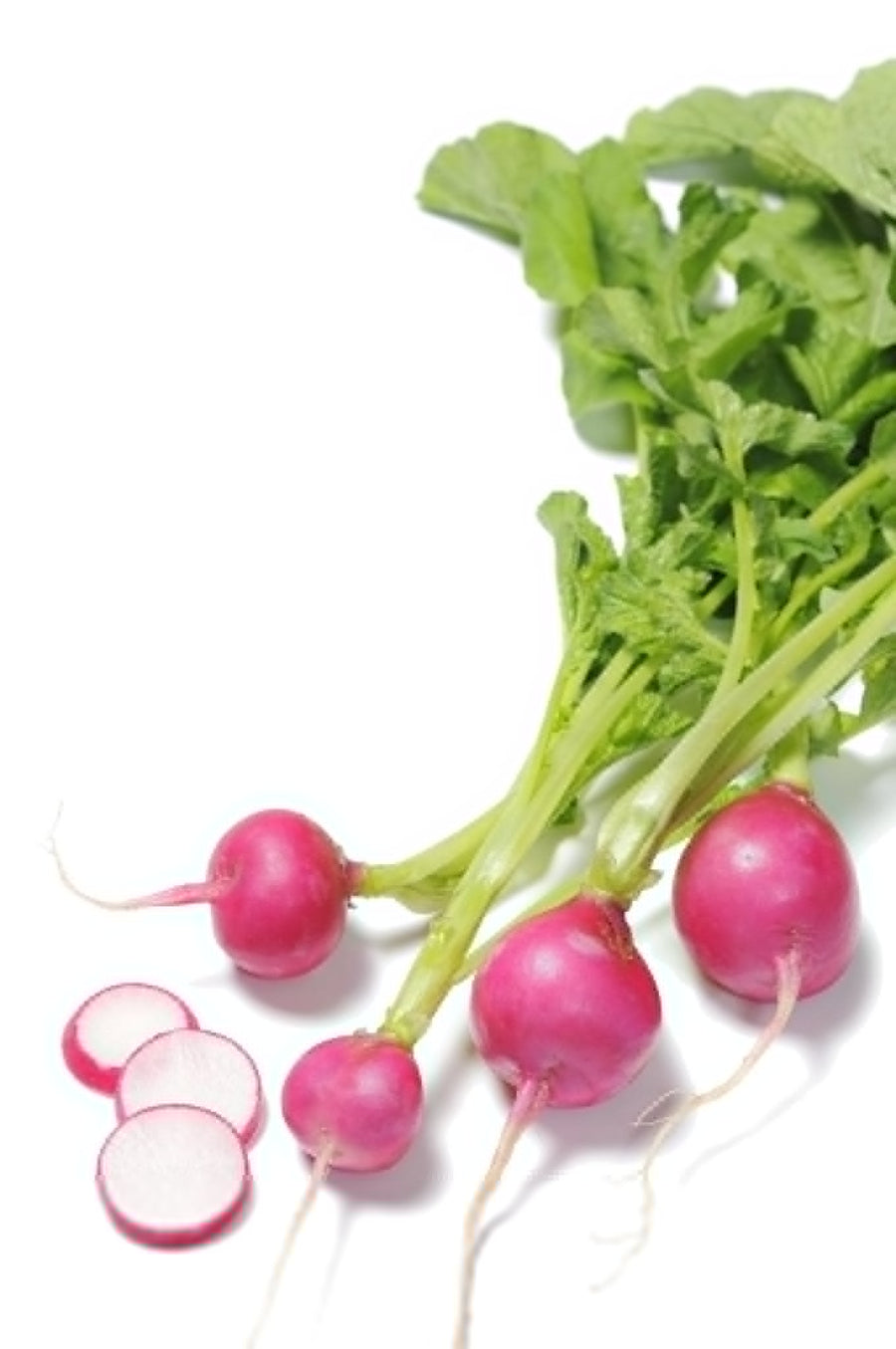 The Living Seed Company Organic Pink Beauty Radish Seeds - Raphanus sativus