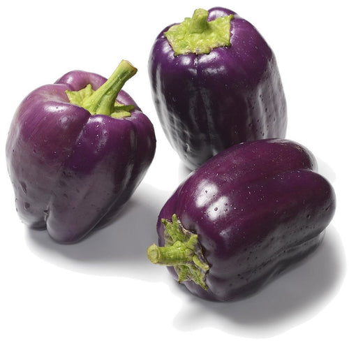 The Living Seed Company Organic Purple Beauty Sweet Pepper Seeds - Capsicum annuum