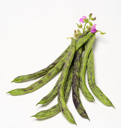 The Living Seed Company Organic Rattlesnake Pole Bean Seeds - Phaseolus vulgaris