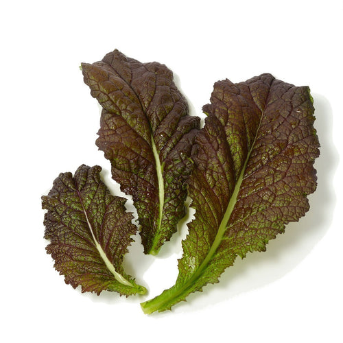 The Living Seed Company Organic Red Giant Mustard Seeds - Brassica juncea