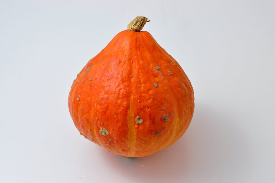 The Living Seed Company Organic Red Kuri Winter (Hokkaido) Squash Seeds - Cucurbita maxima