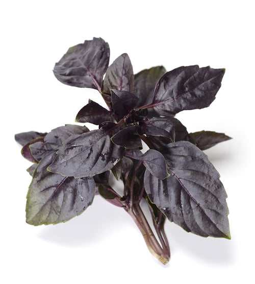 The Living Seed Company Organic Red Rubin Purple Basil Seeds - Ocimum basilicum