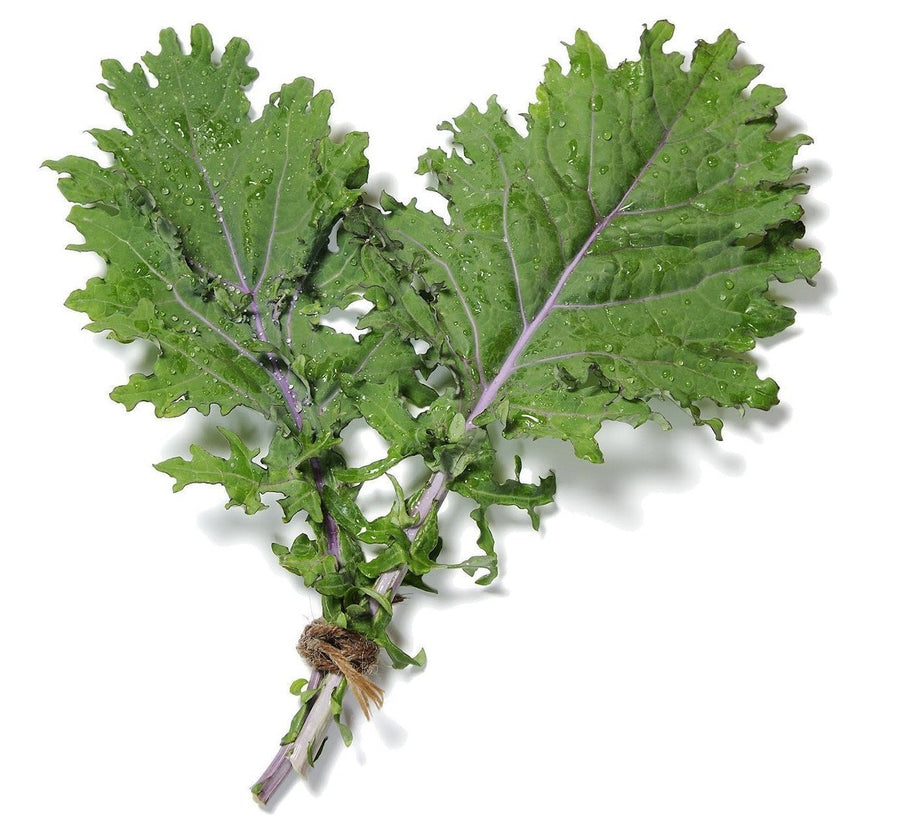 The Living Seed Company Organic Red Russian Kale Seeds - Brassica oleracea