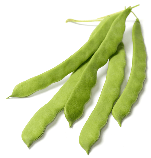 The Living Seed Company Organic Romano Bean Seeds - Phaseolus vulgaris