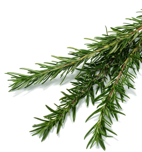 The Living Seed Company Organic Rosemary Seeds - Rosmarinus officinalis