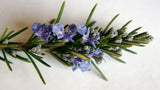 The Living Seed Company Organic Rosemary Seeds - Rosmarinus officinalis, view 3